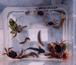 ある児童が採集した水生生物(ヘビトンボ・サワガニなど)